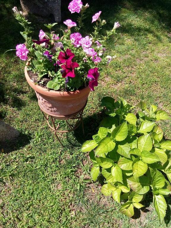 Bed And Breakfast Li Paduli Alvi Cannigione Exterior photo